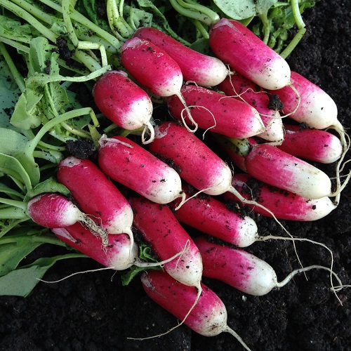 Radish French Breakfast